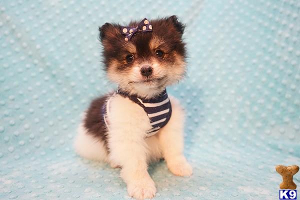 CMPuppyHeaven Picture 1